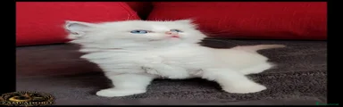 Ragdoll 1