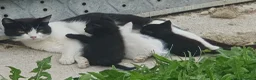 Meticcio gatti in regalo: Regalo cuccioli di gatto a Provincia di Perugia - Annuncio 2