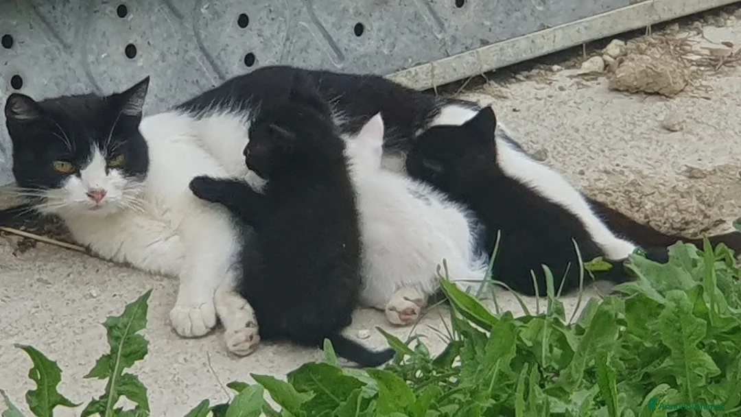 Meticcio gatti in regalo: Regalo cuccioli di gatto a Provincia di Perugia - Annuncio 2