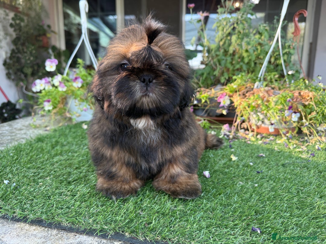 Shih Tzu cani in vendita: Shih tzu o shitzu  a Libero consorzio comunale di Siracusa - Immagine 5