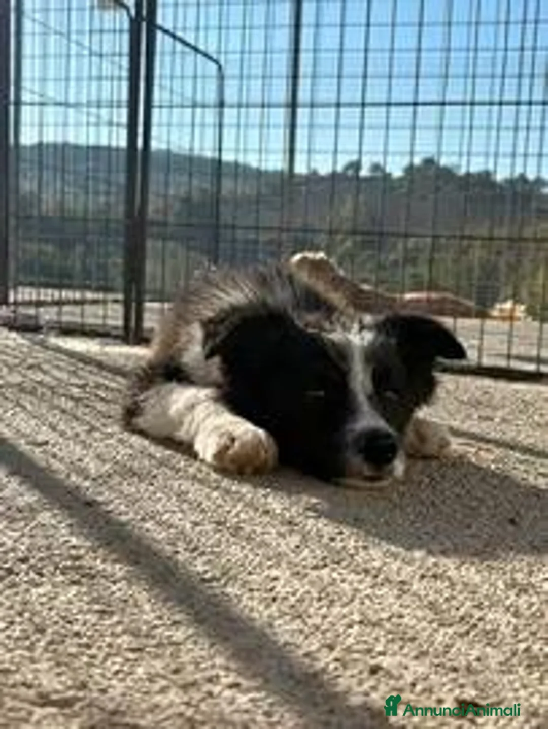 Border Collie cani in vendita: Cuccioli Border Collie con Pedigree - Annuncio 2