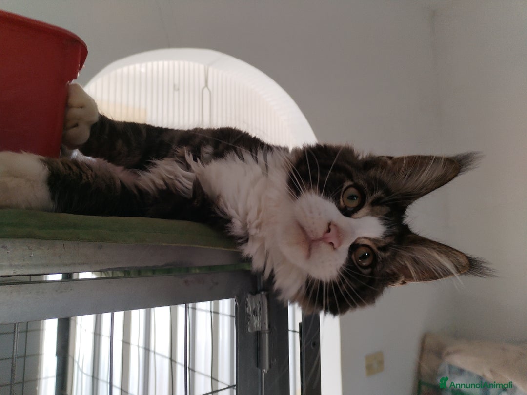 Maine Coon gatti in vendita: Maine coon  - Annuncio 1