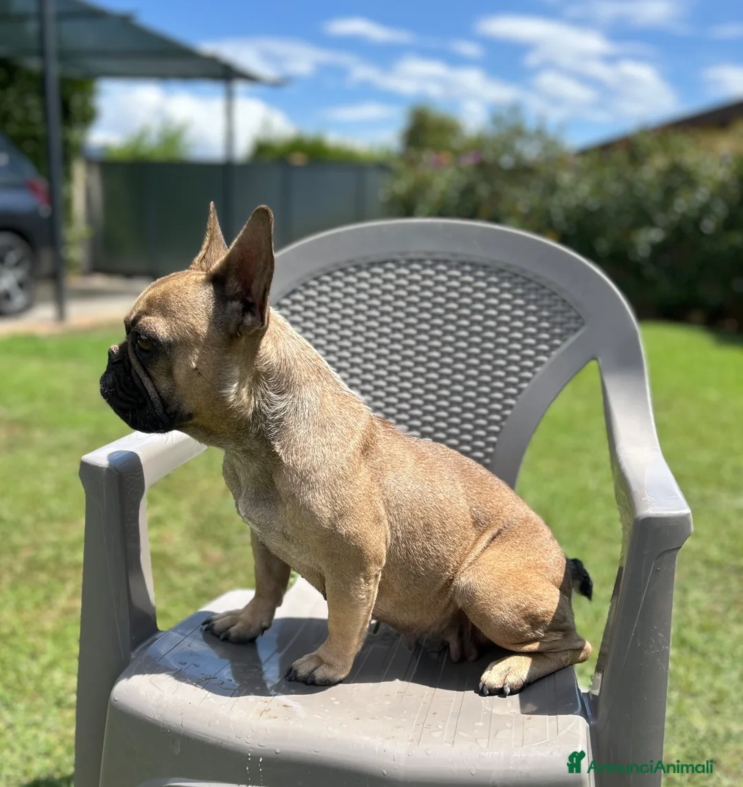 Bulldog Francese cani in vendita: BOULEDOGUE FRANCESE CUCCIOLI  - Annuncio 2