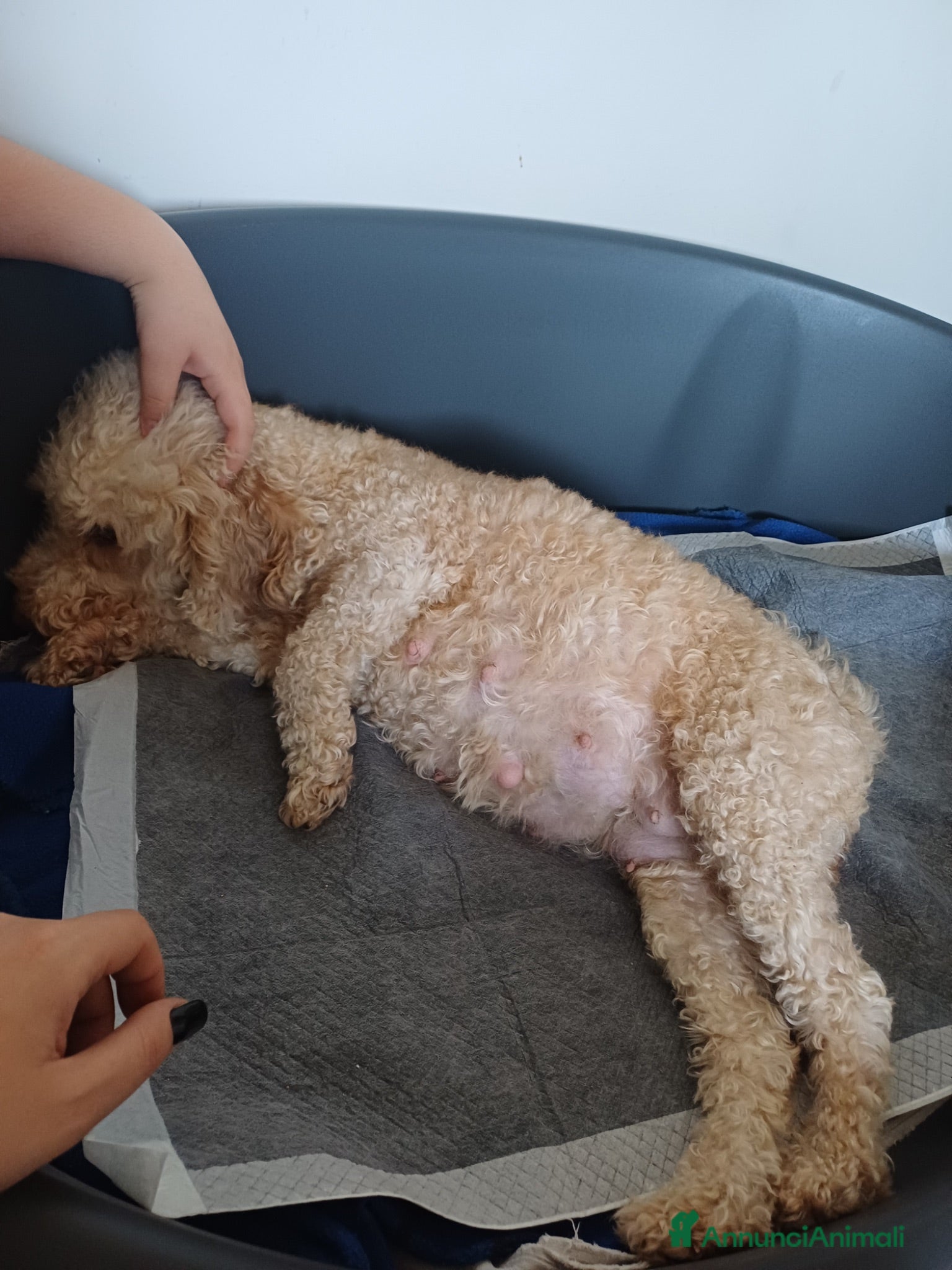 Barboncino cani Barboncini nani - Annuncio 3