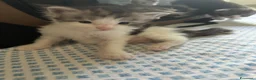 Maine Coon gatti in vendita: Mainecoon a Città Metropolitana di Venezia - Annuncio 4