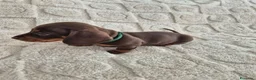 Bassotto cani in vendita: Bassotti Nani  (genetica controllata) - Annuncio 5