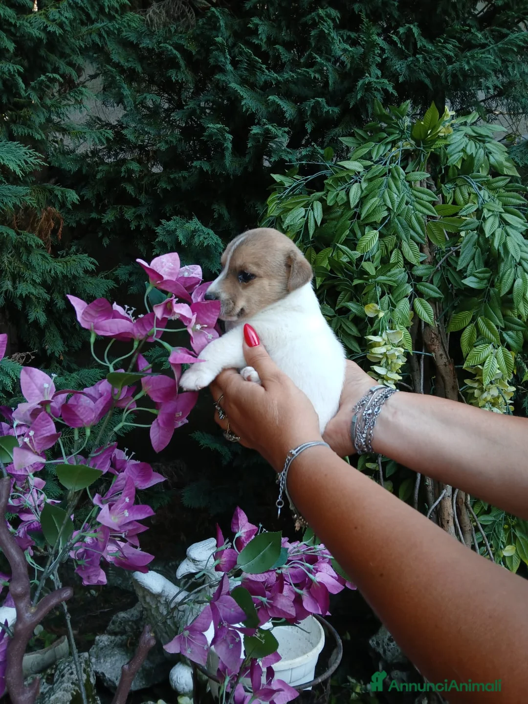 Jack Russell cani in vendita: Cucciola di Jack russel terrier zampa corta  - Annuncio 2