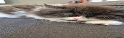 Persiano gatti in vendita: Cuccioli di persiano - Annuncio 3