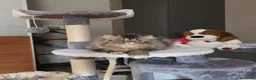 Persiano gatti in vendita: Gatti persiani  - Annuncio 2