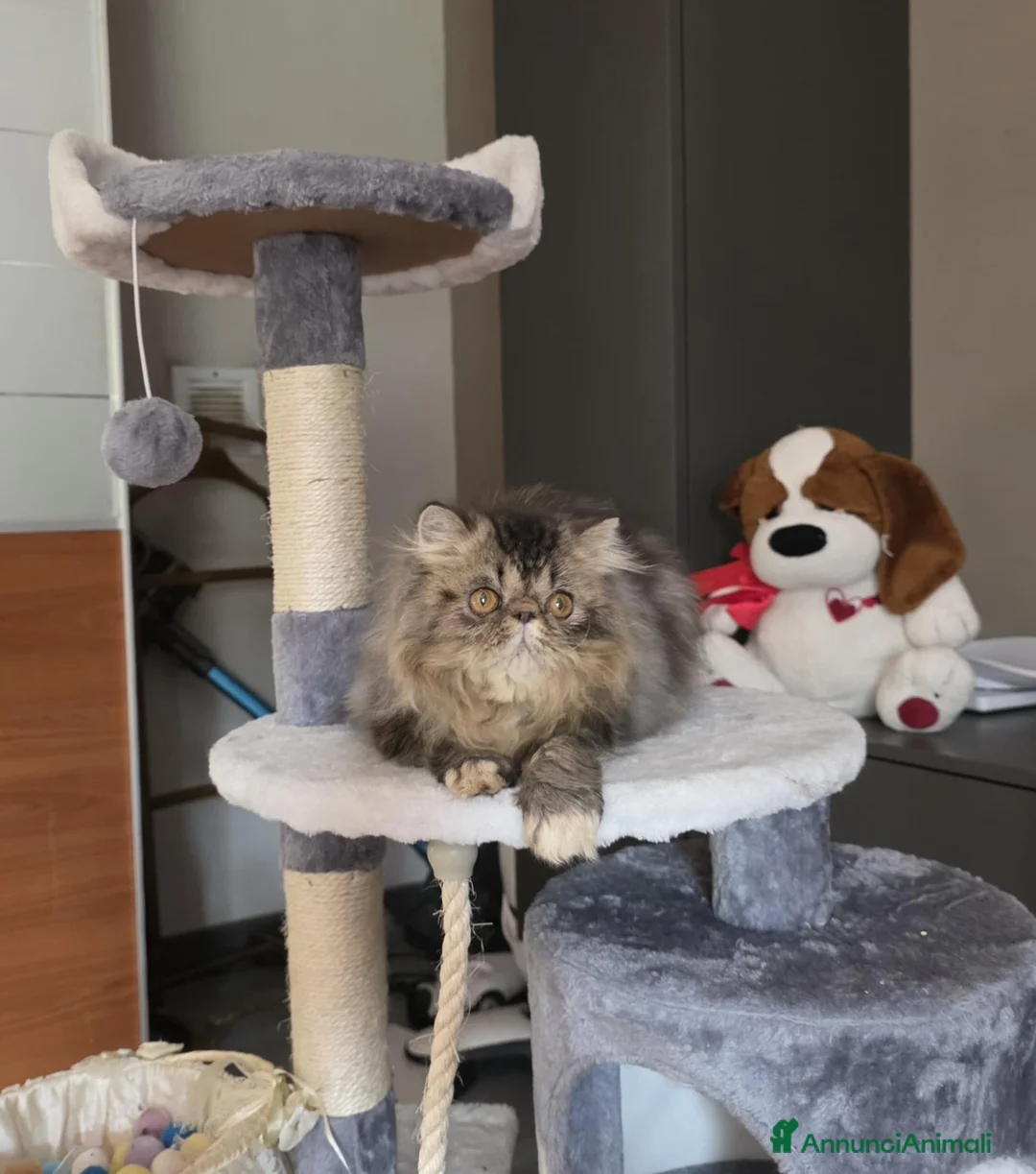 Persiano gatti in vendita: Gatti persiani  - Annuncio 2