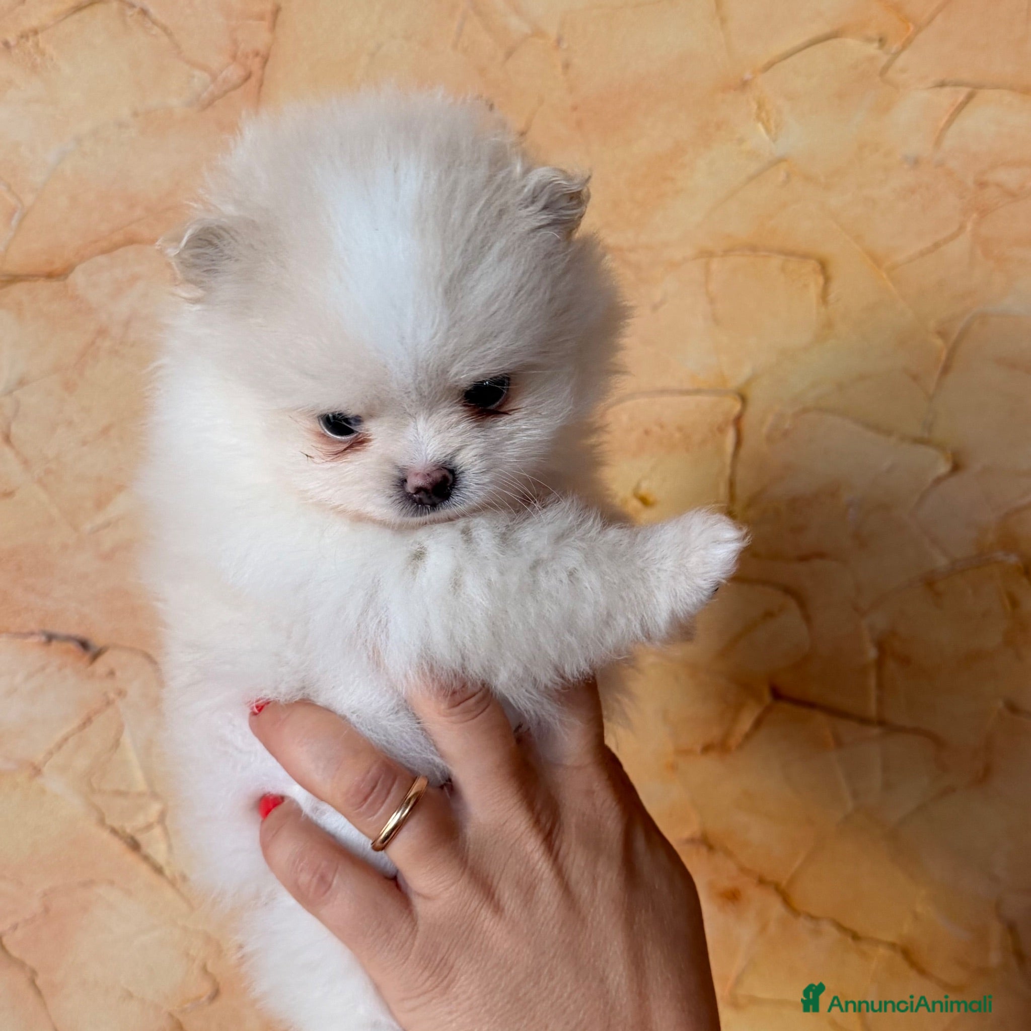Volpino Pomerania cani in vendita: Cuccioli di Pomerania nano  - Annuncio 1