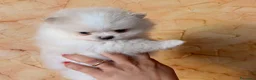 Volpino Pomerania cani in vendita: Cuccioli di Pomerania nano  - Annuncio 1