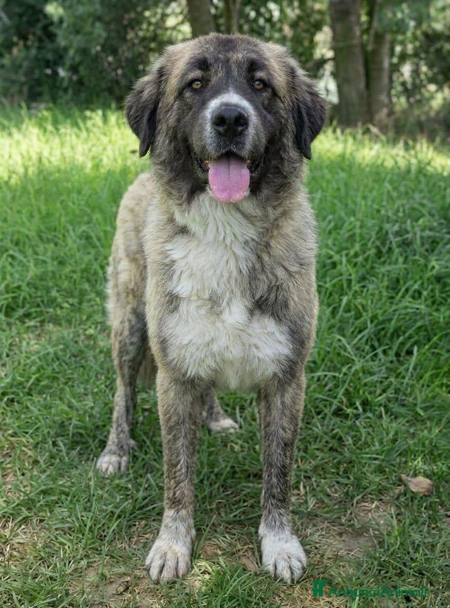 Meticcio cani Milli - Annuncio 8