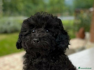 Barboncino Toy cani in vendita - Annuncio 3