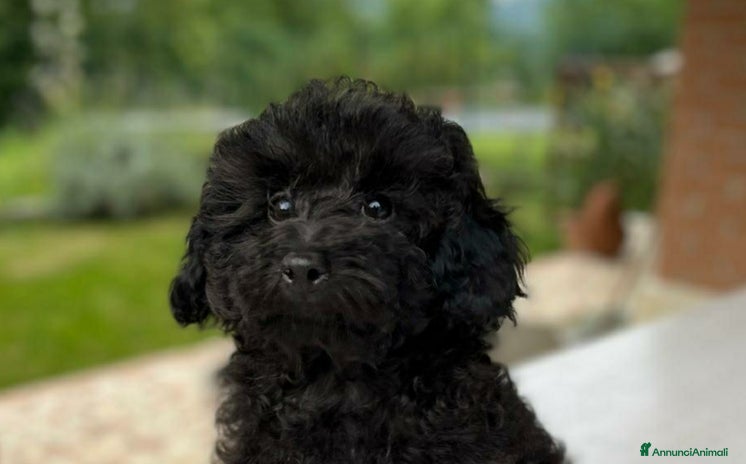 Barboncino Toy cani - Annuncio 5