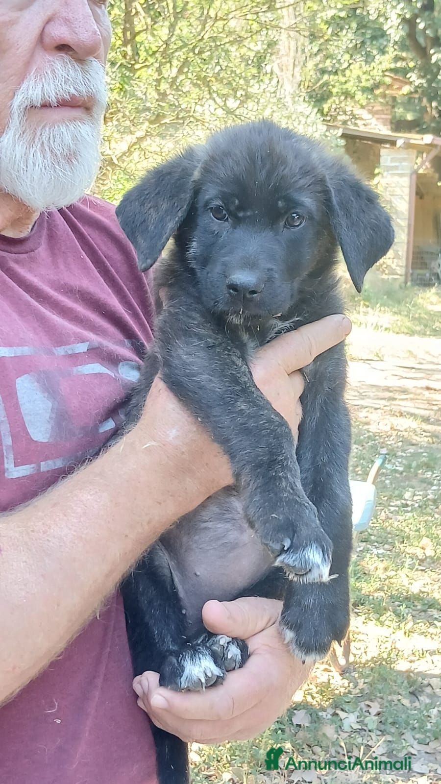 Meticcio cani BETH HA BISOGNO DI UNA CASA E TANTO AMORE - Annuncio 15