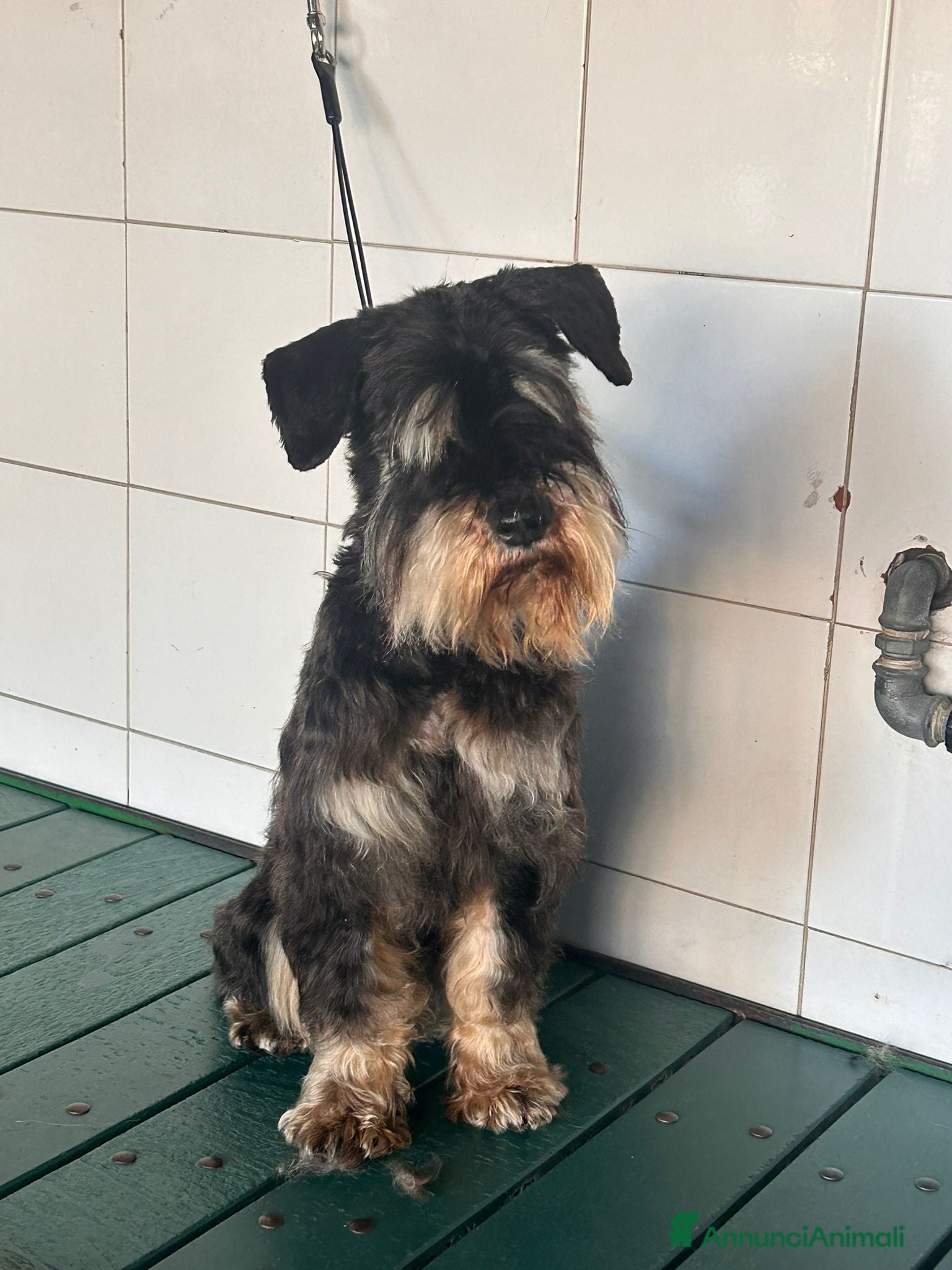 Mini Schnauzer cani FUOCO, vivace schnauzer nano in adozione - Annuncio 1