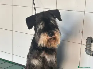 Mini Schnauzer cani FUOCO, vivace schnauzer nano in adozione - Annuncio 3