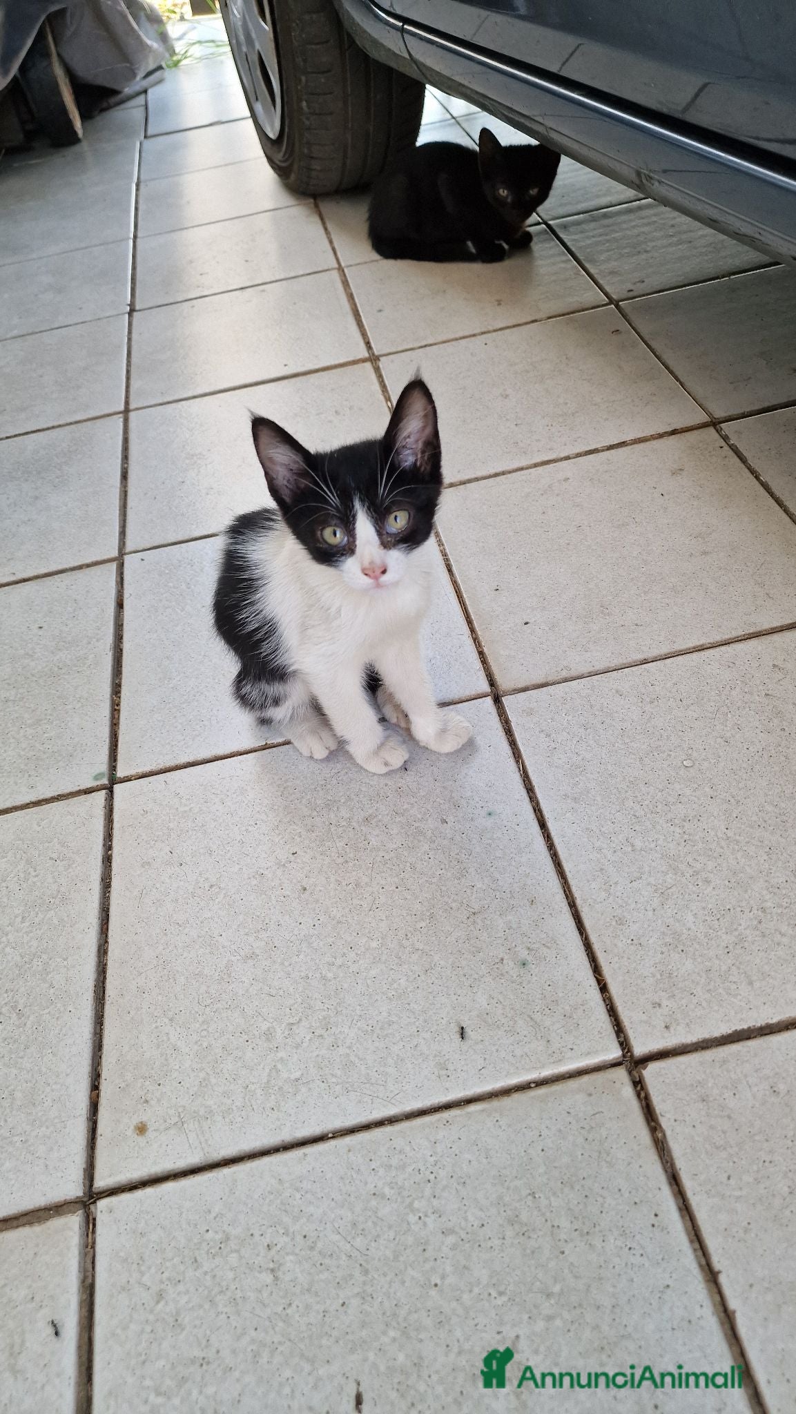 Meticcio gatti Tre gattini da adottare in regalo - Annuncio 2