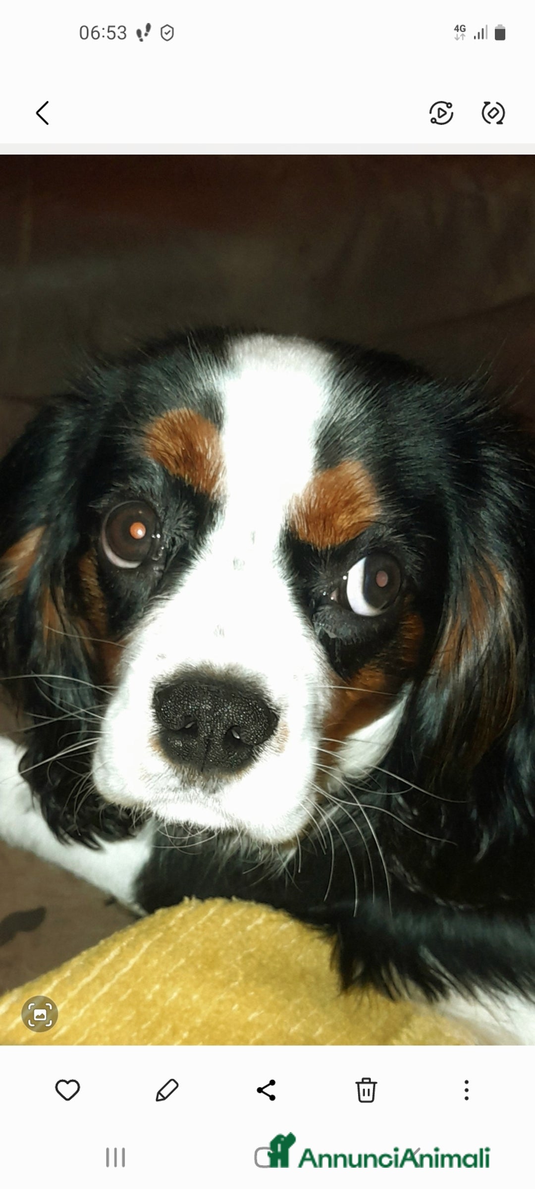 Cavalier King cani in vendita: Vendo cavalier king charles spaniel tre colori a Città Metropolitana di Bologna - Immagine 2