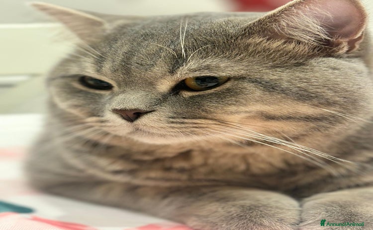 British gatti - Annuncio 16