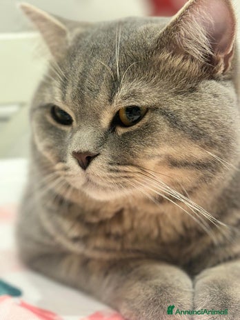 British gatti - Annuncio 16