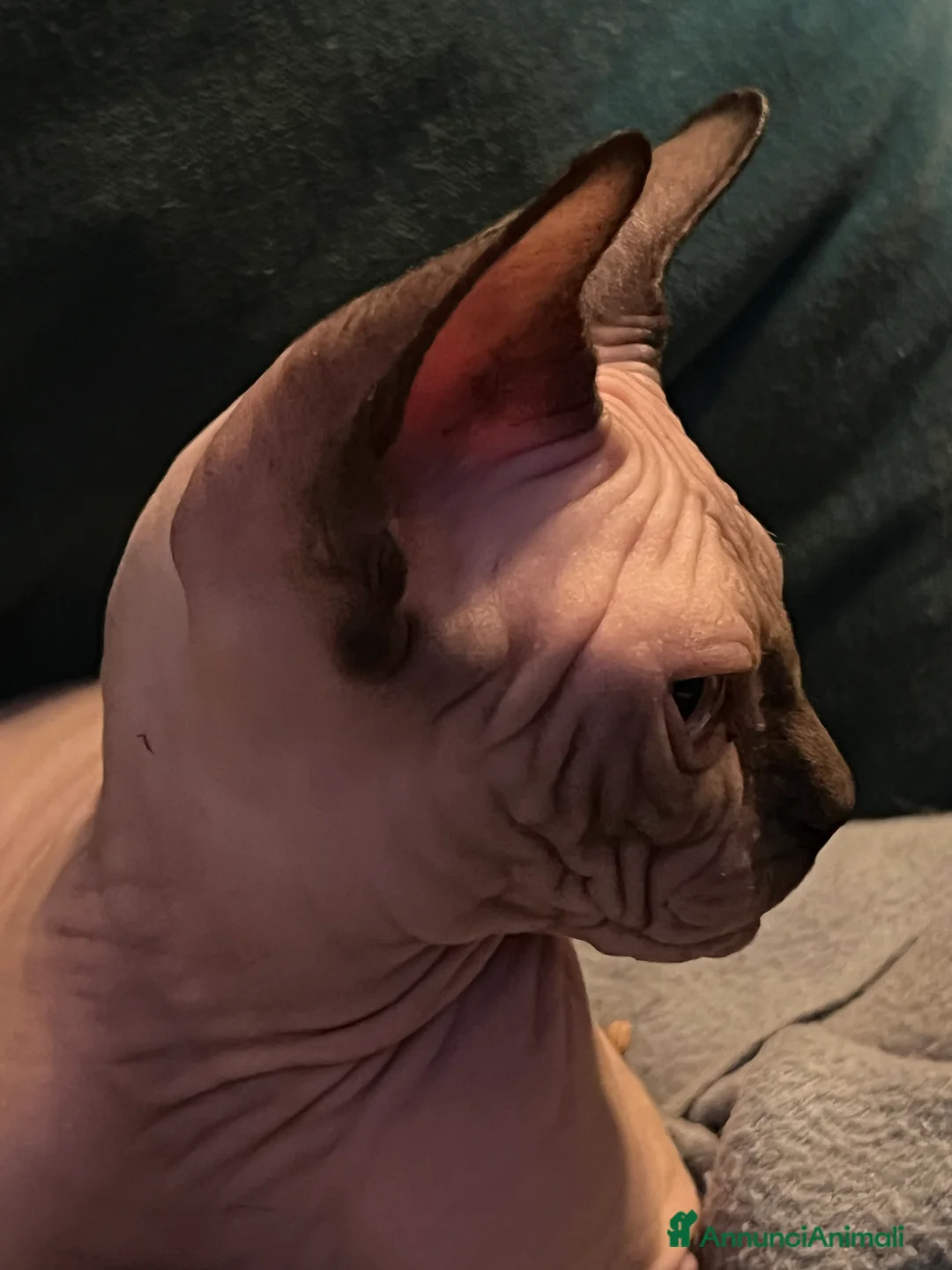 Sphynx gatti in vendita: Sphynx  a Città metropolitana di Roma Capitale - Annuncio 2