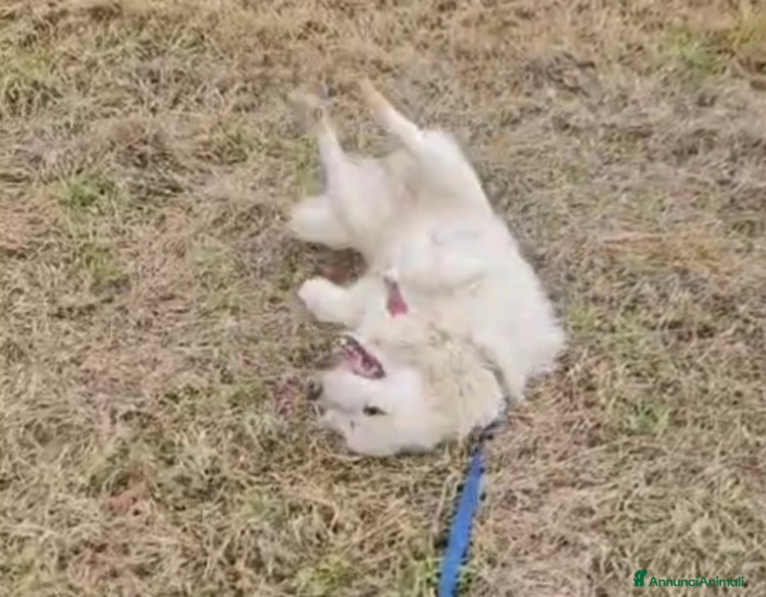 Meticcio cani in regalo: Bubu 4anni tg media da 2anni in box NOVARA SOS  - Annuncio 9