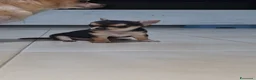 Chihuahua cani in vendita: Cucciola chiwuawua  - Annuncio 6