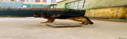 Pastore Tedesco cani per accoppiamento: Pastore Tedesco maschio disponibile accoppiamemto  a Città metropolitana di Reggio Calabria - Annuncio 2