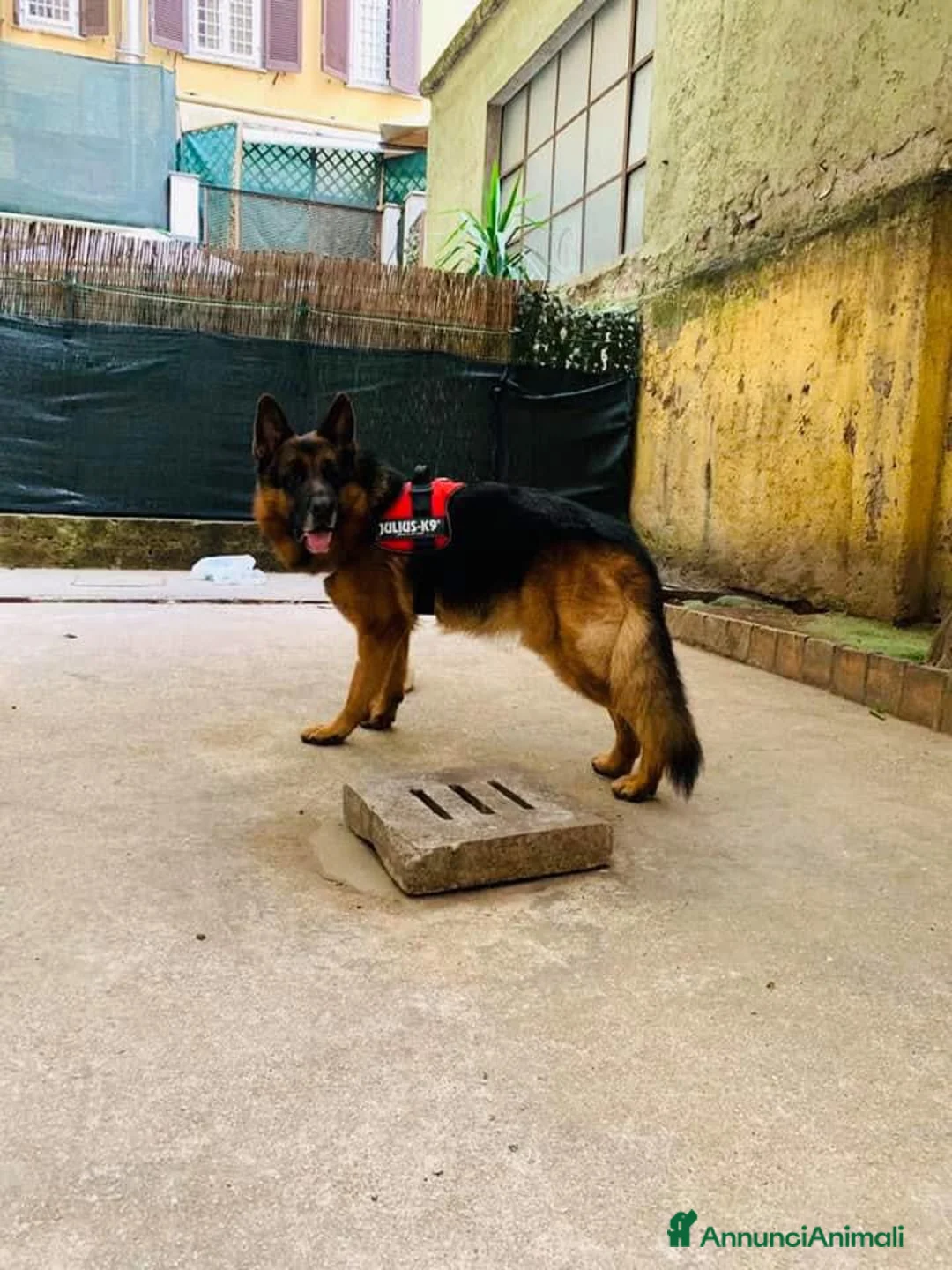 Pastore Tedesco cani per accoppiamento: Pastore Tedesco maschio disponibile accoppiamemto  a Città metropolitana di Reggio Calabria - Annuncio 2