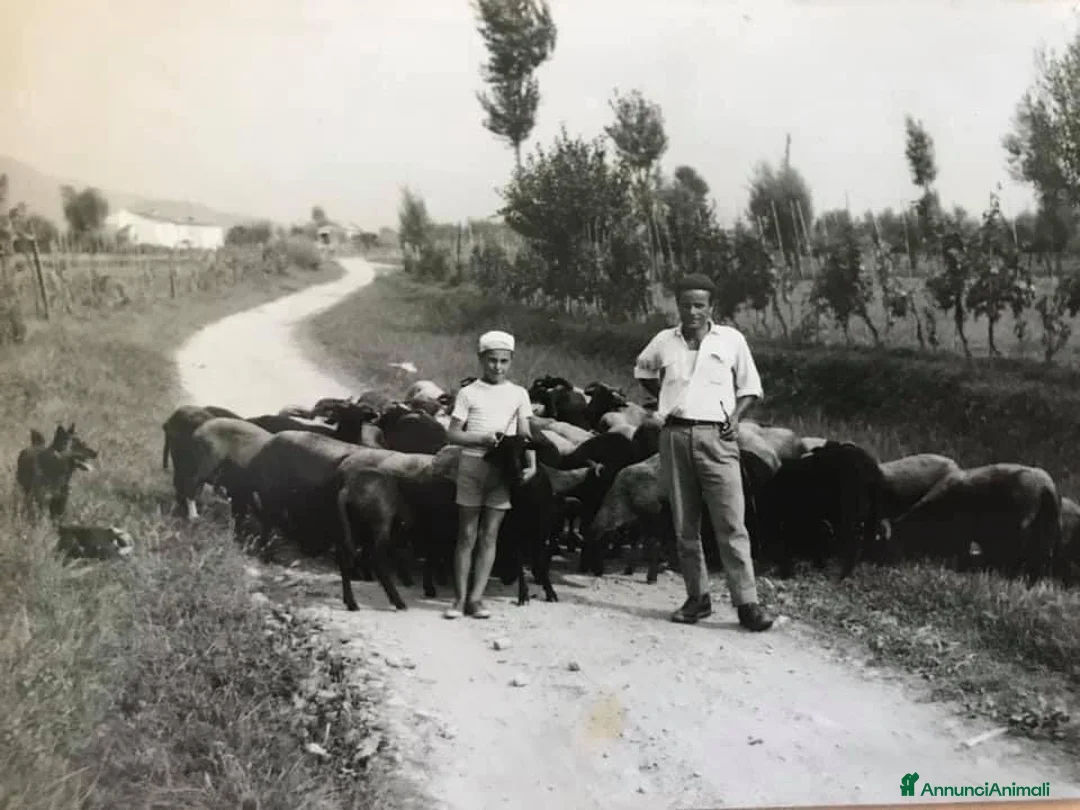 Cane delle Alpi Apuane cani in vendita: Cane delle Alpi Apuane  a Provincia della Spezia - Annuncio 5