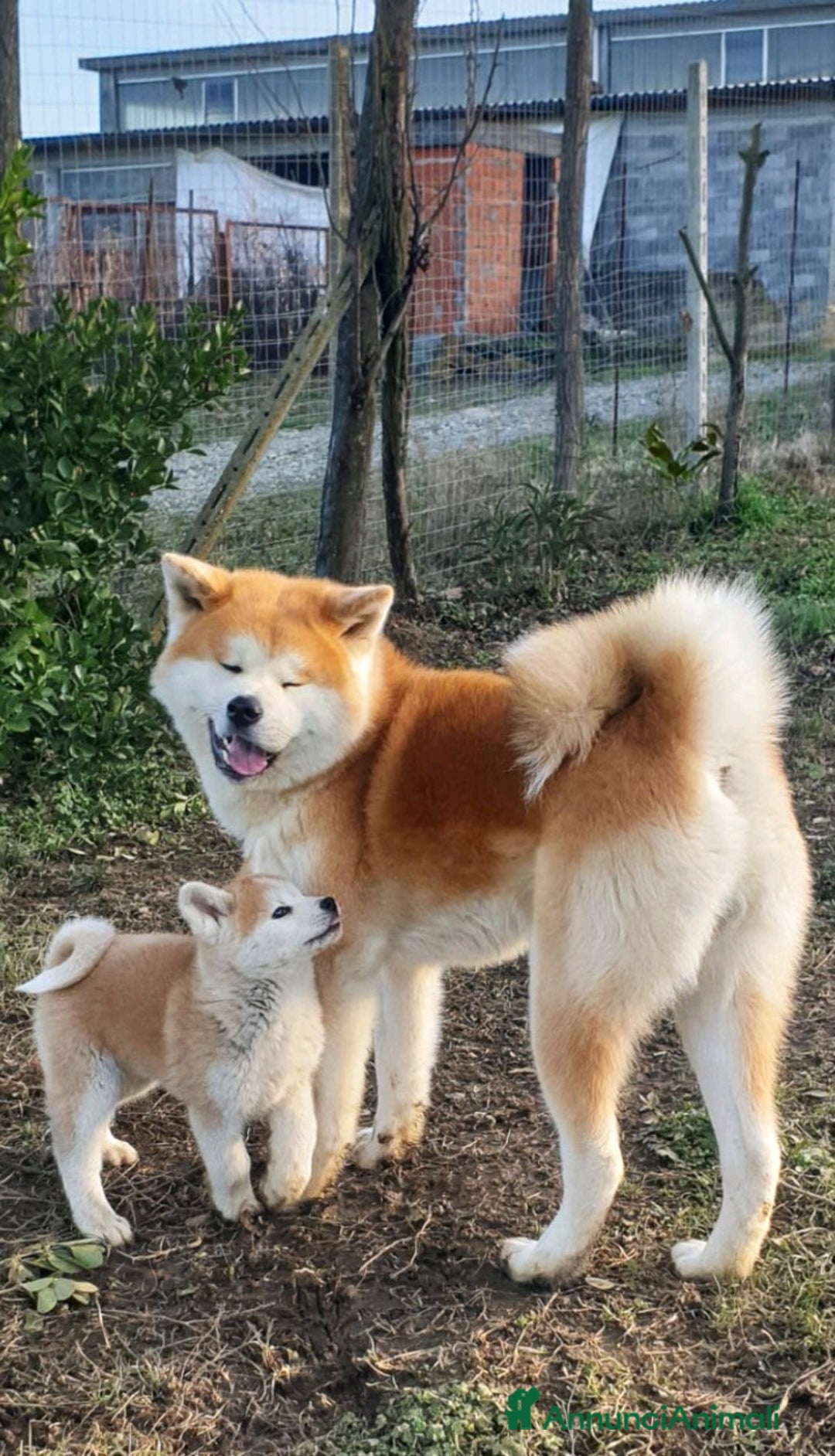 Akita Inu cani in vendita: Cuccioli Akita Inu Pedigree  - Annuncio 1