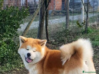 Akita Inu cani Cuccioli Akita Inu Pedigree - Annuncio 1