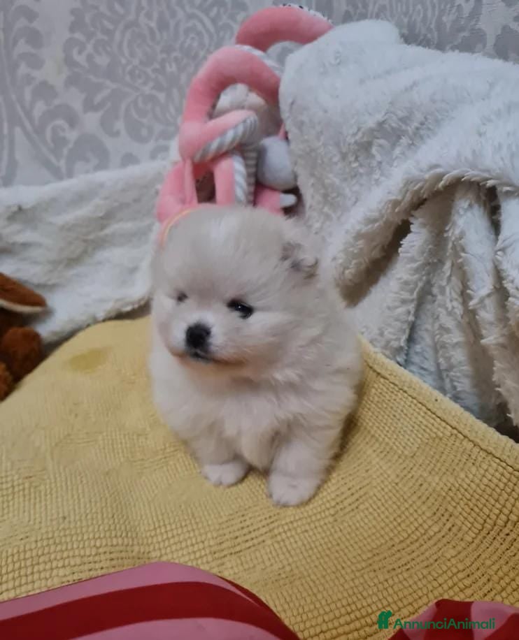 Volpino Pomerania cani Adorabili cuccioli di Pomerania mini Teddy  - Annuncio 23