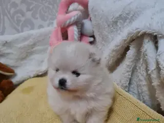 Volpino Pomerania cani Adorabili cuccioli di Pomerania mini Teddy - Annuncio 24