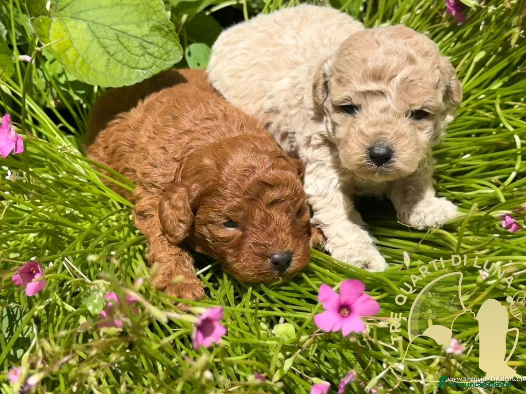 Barboncino Toy cani in vendita: Barboncino Toy – Cuccioli Selezionati - Annuncio 1