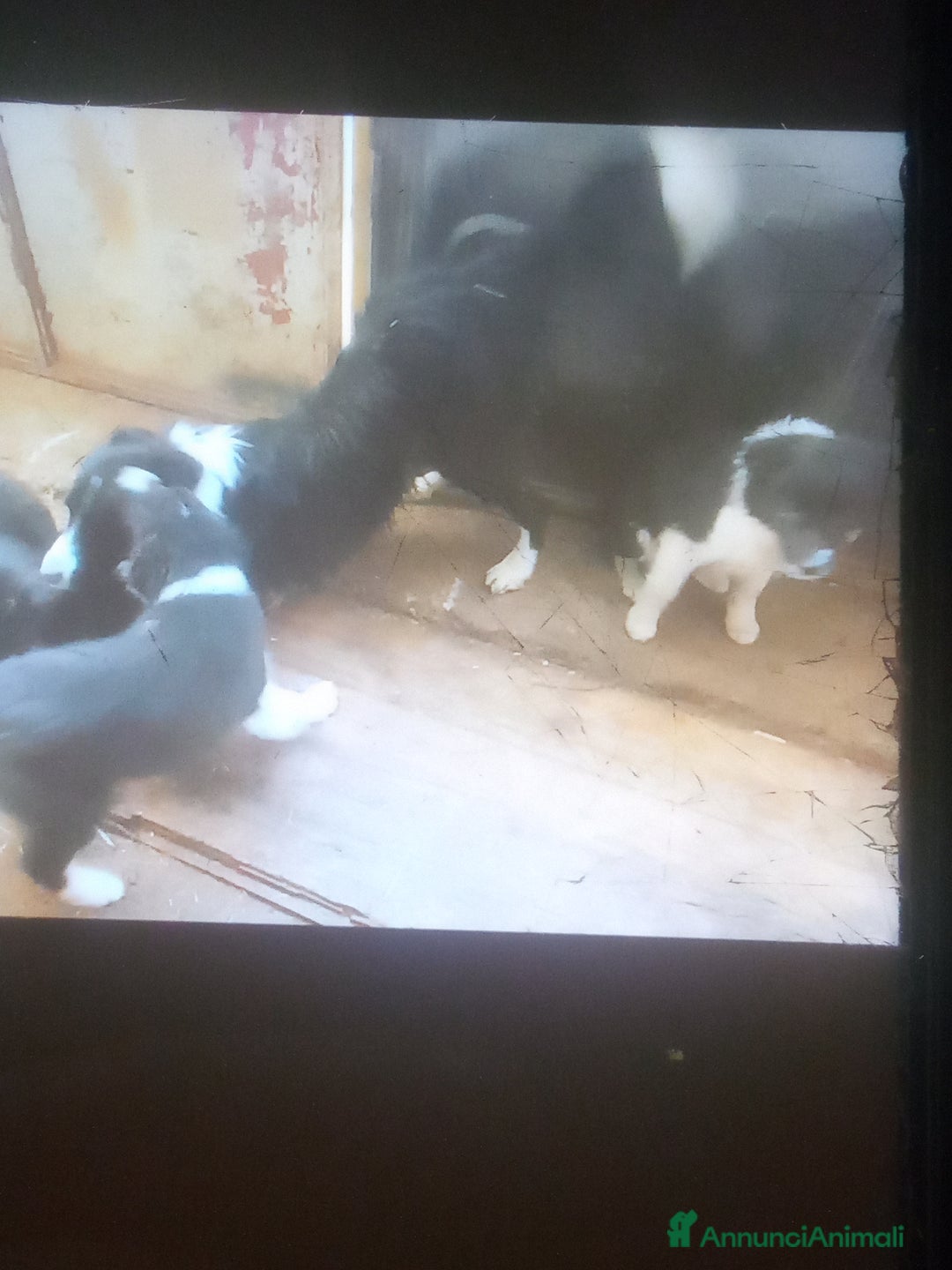 Border Collie cani in vendita: Border collie - Annuncio 4