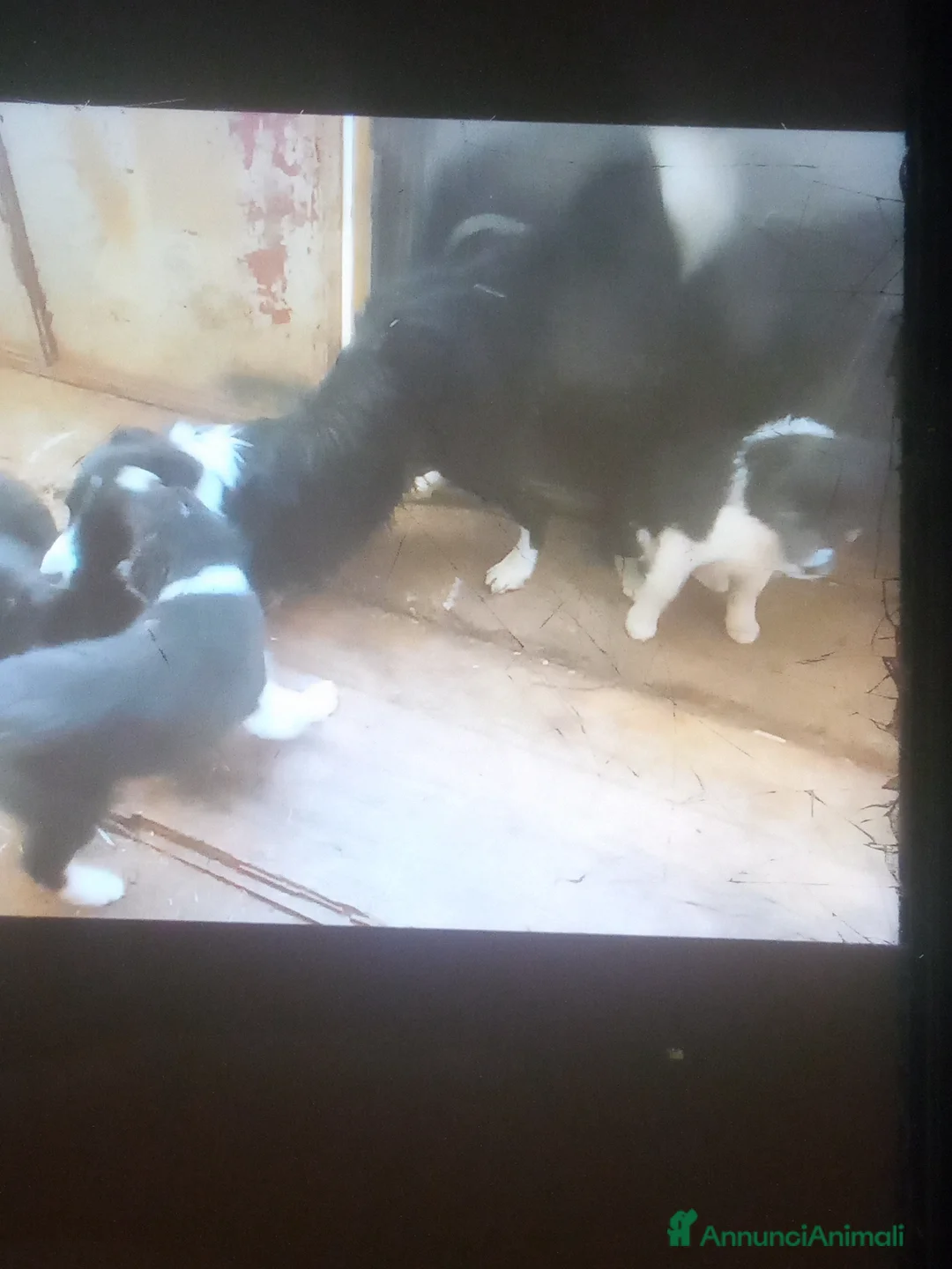 Border Collie cani in vendita: Border collie - Annuncio 4