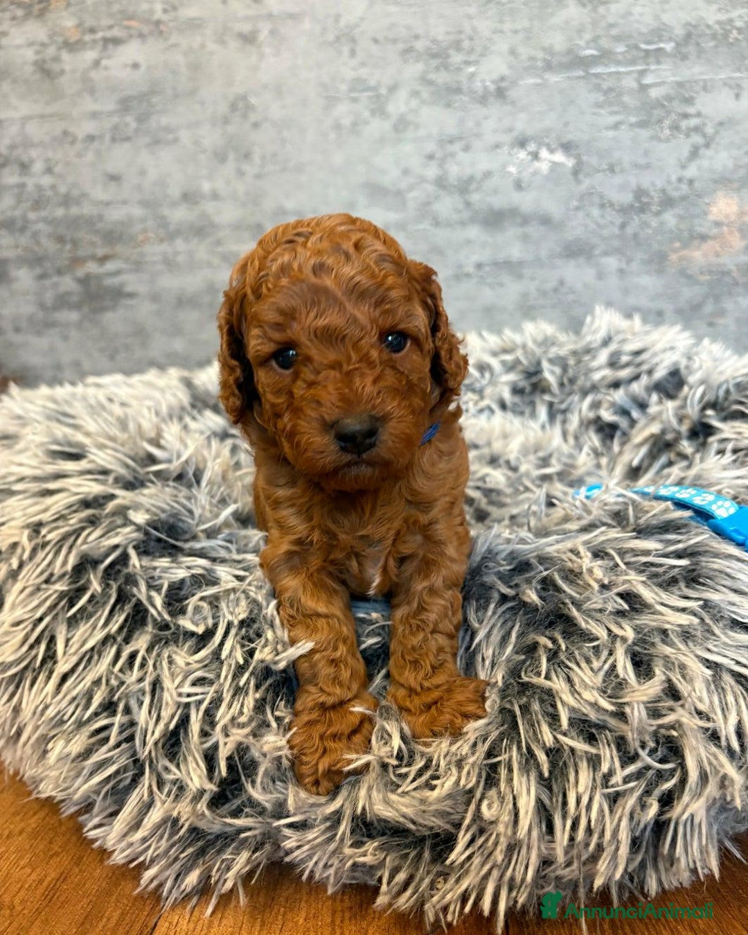 Cockapoo cani in vendita: Cuccioli di Cockapoo F2b disponibili - Annuncio 12