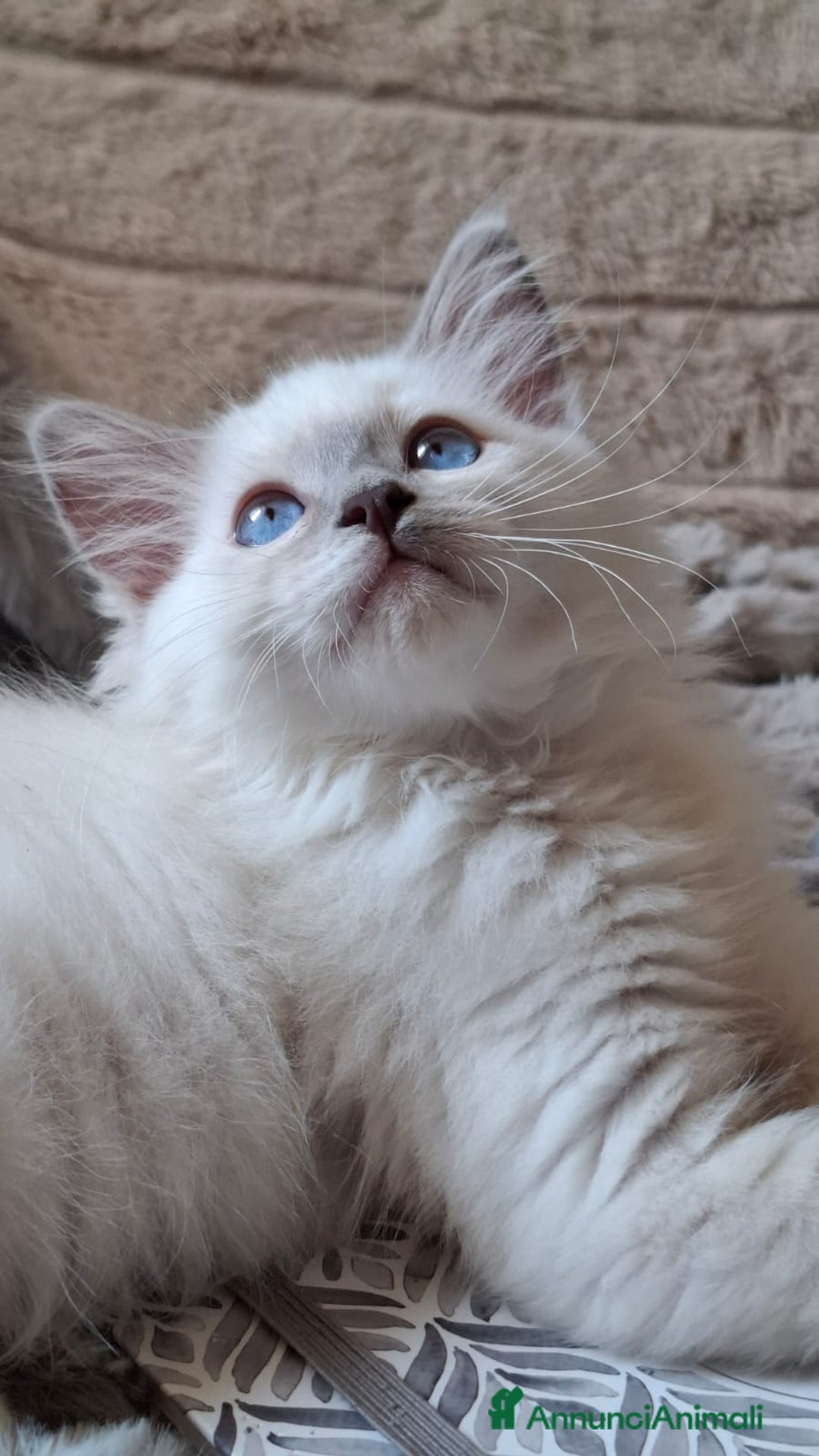 Ragdoll gatti in vendita: Ragdoll  con Pedigree .Pagamento anche a rate  a Province of Asti - Immagine 9