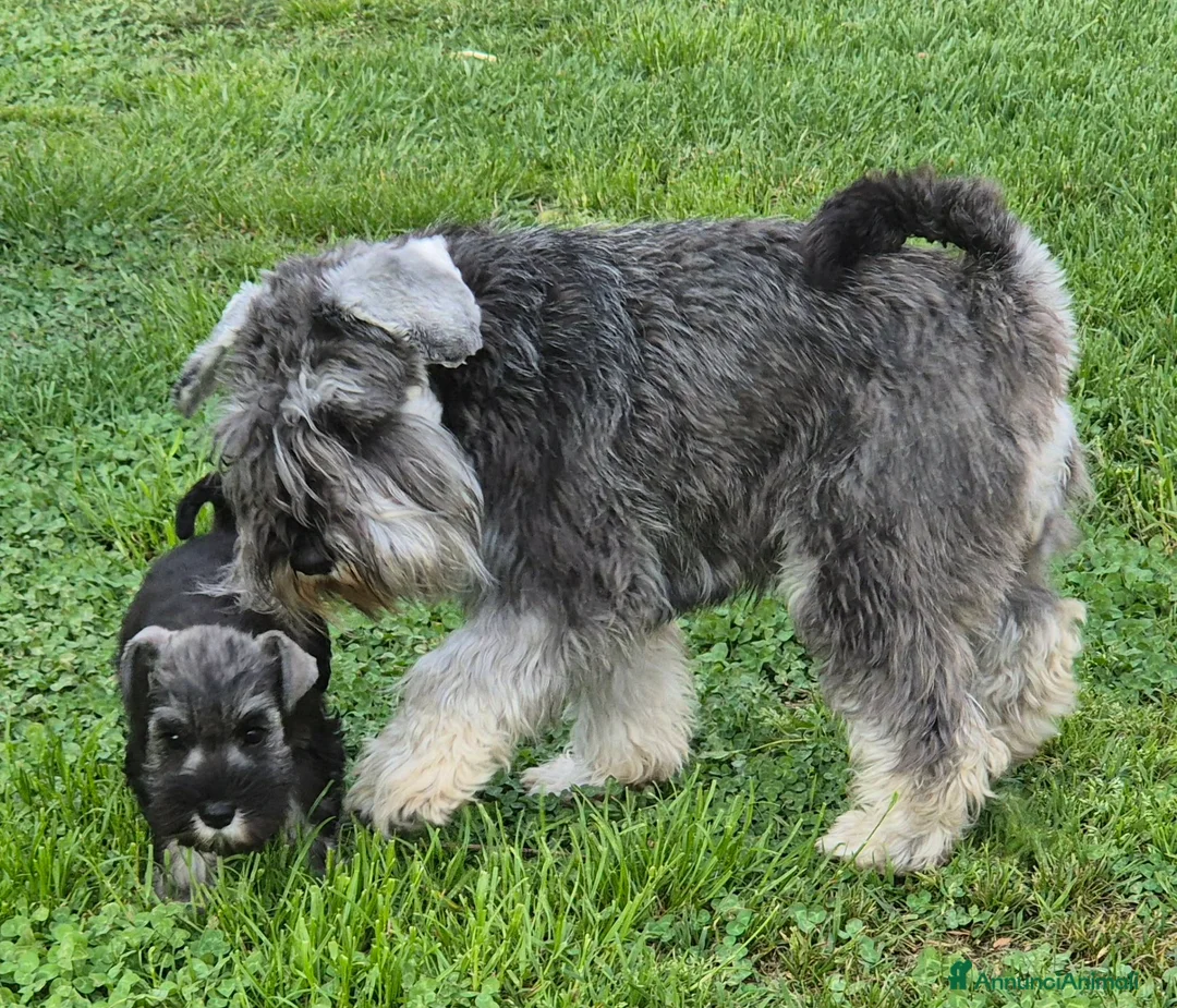 Schnauzer cani in vendita: CUCCIOLI ZWERGSCHNAUZER PEPE E SALE NANI - Annuncio 1