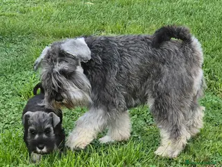 Schnauzer cani CUCCIOLI ZWERGSCHNAUZER PEPE E SALE NANI - Annuncio 21