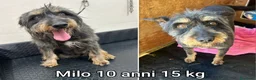 Meticcio cani in regalo: CANI TAGLIA PICCOLA E MEDIOPICCOLA  a Provincia di Pistoia - Annuncio 6