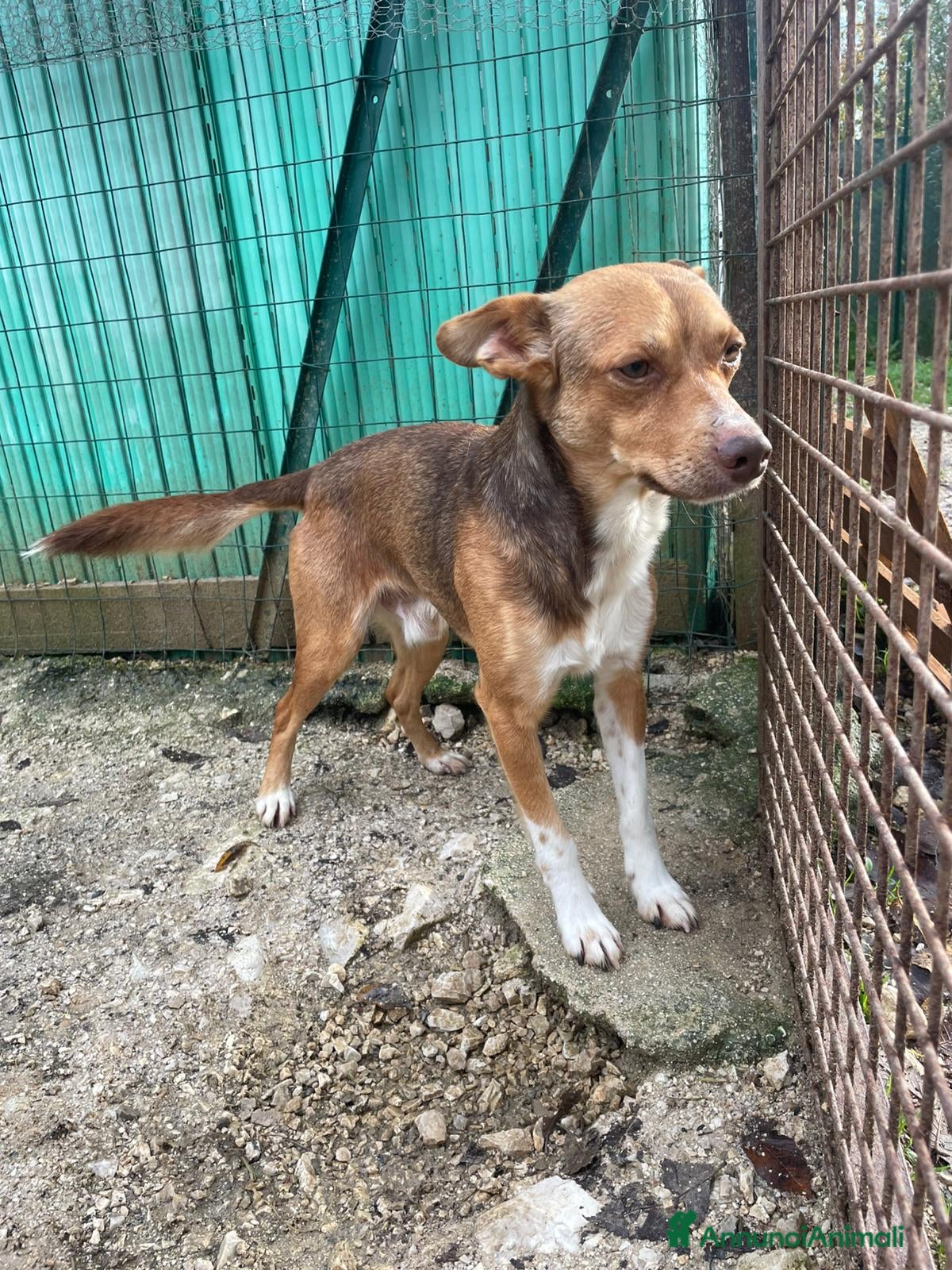 Meticcio cani in regalo: CANGU TAGLIA PICCOLA - Annuncio 4