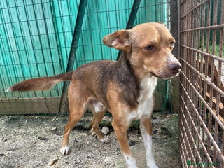 Meticcio cani CANGU TAGLIA PICCOLA - Annuncio 4