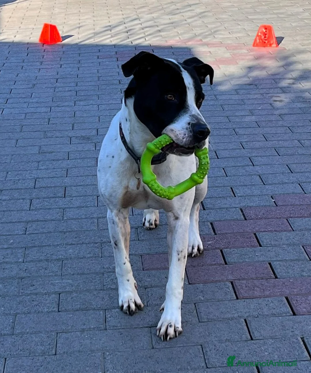 Meticcio cani in regalo: BLACK GENTILCANE - Annuncio 1