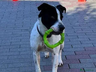 Meticcio cani BLACK GENTILCANE - Annuncio 13