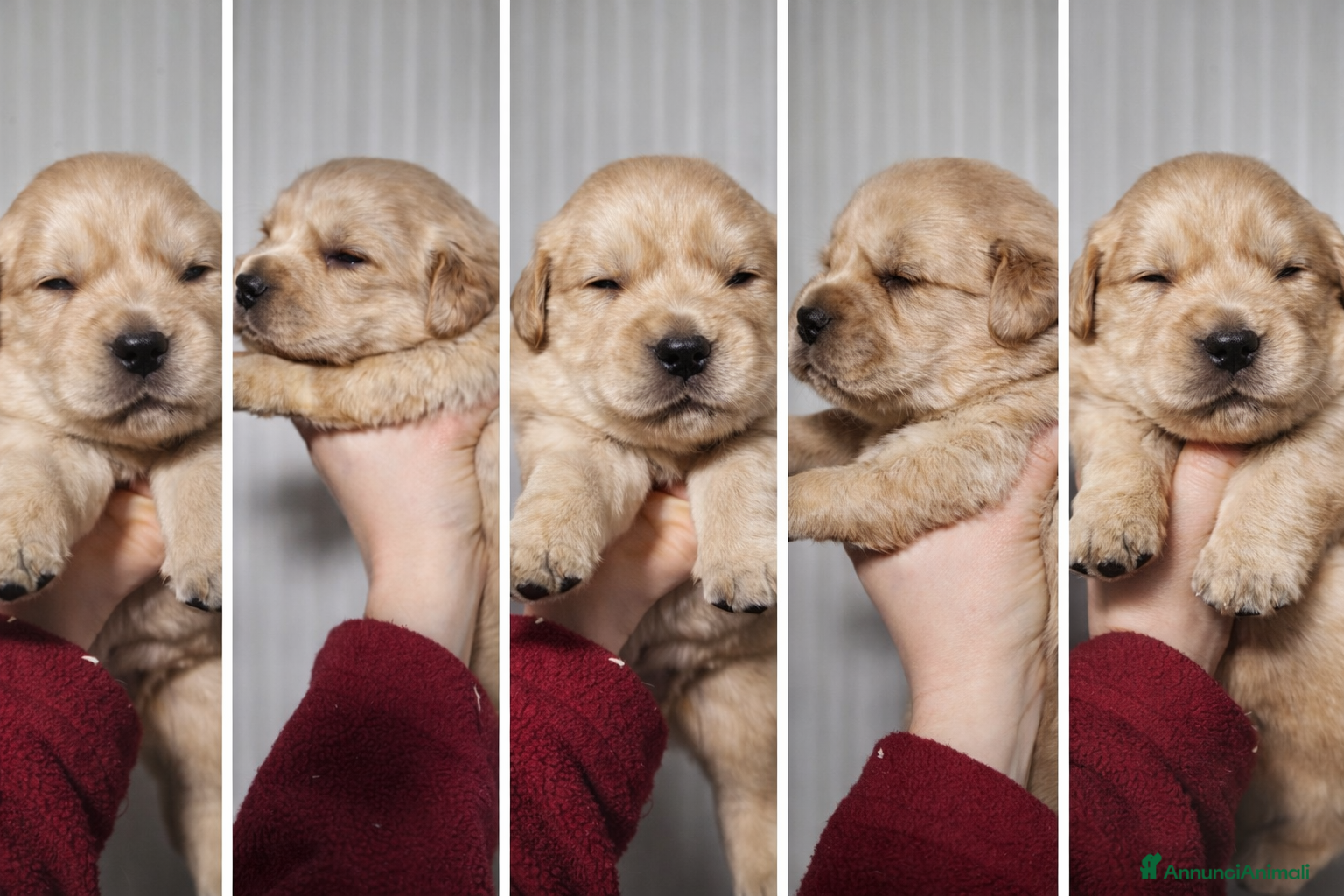 Golden Retriever cani Golden americani 100% - Annuncio 4