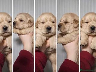Golden Retriever cani Golden americani 100% - Annuncio 4